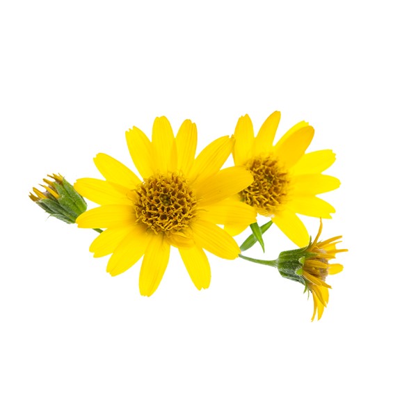 Arnica