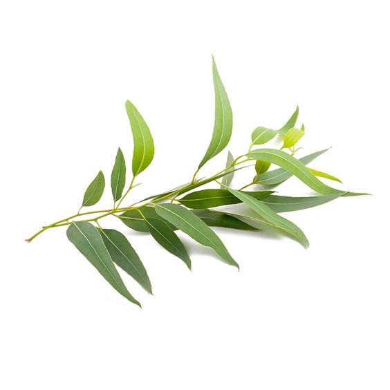 Eucalyptus