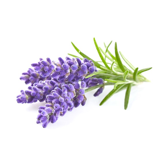 Lavendel