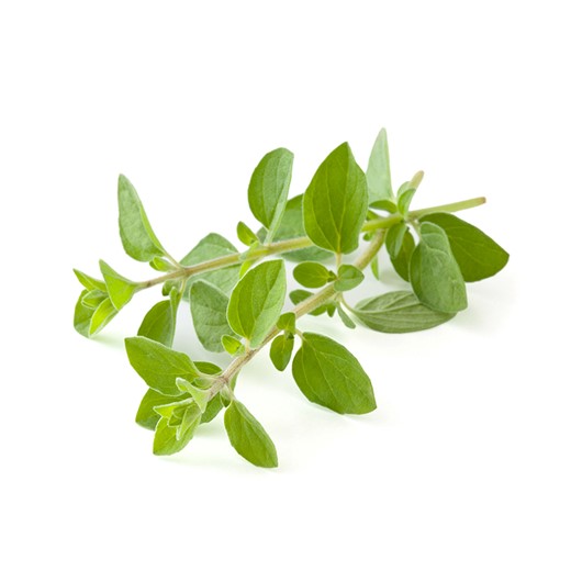 Oregano wilde marjolein